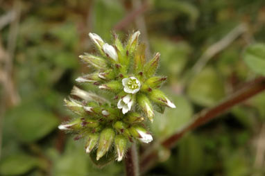 APII jpeg image of Cerastium glomeratum  © contact APII