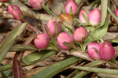 APII jpeg image of Eremophila debilis  © contact APII