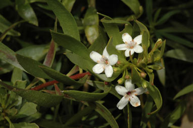 APII jpeg image of Myoporum 'Monaro Marvel'  © contact APII