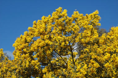 APII jpeg image of Acacia podalyriifolia  © contact APII