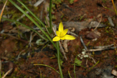 APII jpeg image of Hypoxis glabella var. glabella  © contact APII