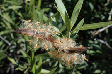 APII jpeg image of Nerium oleander  © contact APII