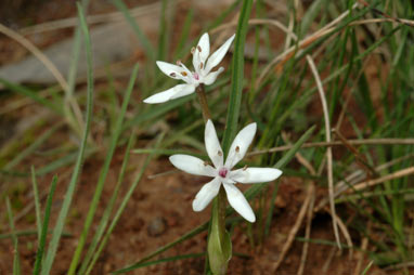 APII jpeg image of Wurmbea latifolia  © contact APII