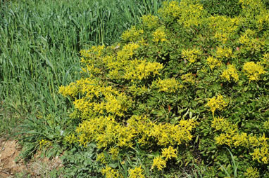 APII jpeg image of Sedum praealtum  © contact APII