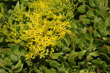 APII jpeg image of Sedum praealtum  © contact APII