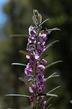 APII jpeg image of Hovea rosmarinifolia  © contact APII