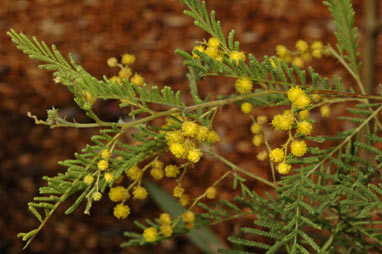 APII jpeg image of Acacia cardiophylla  © contact APII