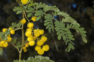 APII jpeg image of Acacia spectabilis  © contact APII