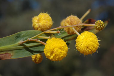 APII jpeg image of Acacia pterocaulon  © contact APII