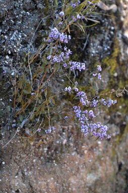 APII jpeg image of Hovea heterophylla  © contact APII