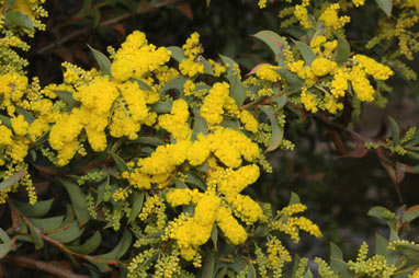 APII jpeg image of Acacia triptera  © contact APII