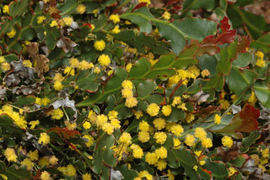 APII jpeg image of Acacia bifaria  © contact APII