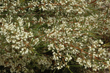 APII jpeg image of Logania albiflora  © contact APII