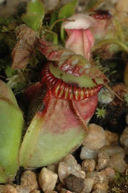 APII jpeg image of Cephalotus follicularis  © contact APII