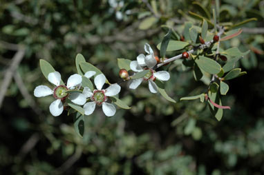 APII jpeg image of Leptospermum laevigatum  © contact APII