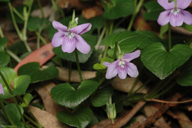 APII jpeg image of Viola riviniana  © contact APII