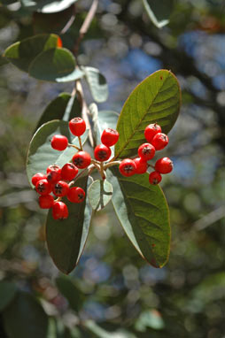 APII jpeg image of Cotoneaster glaucophyllus  © contact APII