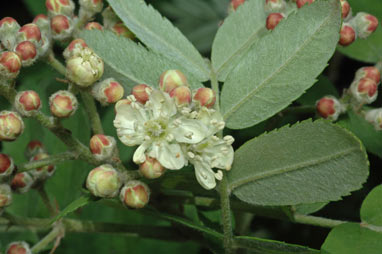 APII jpeg image of Sorbus domestica  © contact APII