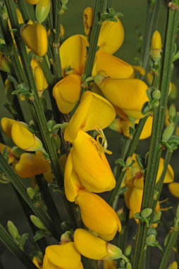 APII jpeg image of Cytisus scoparius  © contact APII