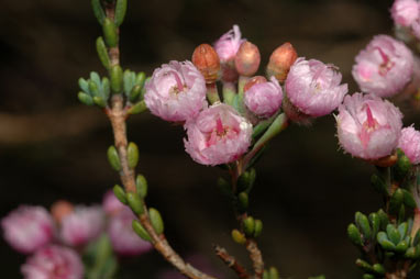 APII jpeg image of Verticordia plumosa var. incrassata  © contact APII