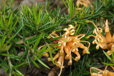 APII jpeg image of Grevillea juniperina 'Molonglo'  © contact APII