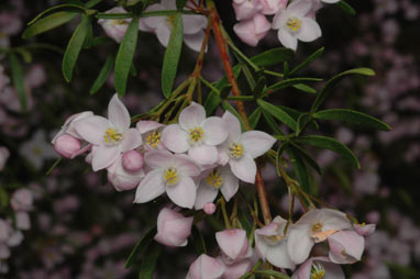 APII jpeg image of Boronia muelleri  © contact APII