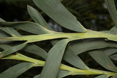 APII jpeg image of Acacia pycnostachya  © contact APII