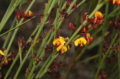 APII jpeg image of Daviesia leptophylla  © contact APII