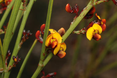 APII jpeg image of Daviesia leptophylla  © contact APII