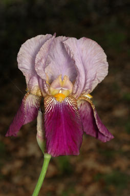 APII jpeg image of Iris germanica  © contact APII