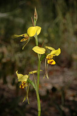 APII jpeg image of Diuris sulphurea  © contact APII