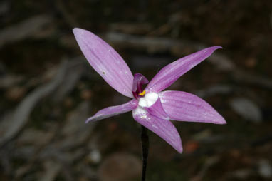 APII jpeg image of Glossodia major  © contact APII