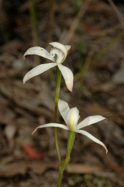 APII jpeg image of Stegostyla ustulata  © contact APII