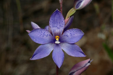 APII jpeg image of Thelymitra ixioides  © contact APII