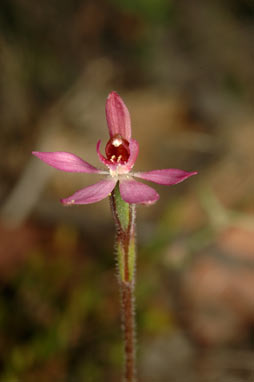 APII jpeg image of Petalochilus mentiens  © contact APII