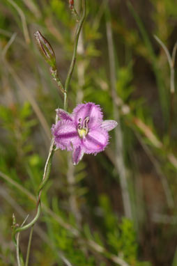 APII jpeg image of Thysanotus patersonii  © contact APII