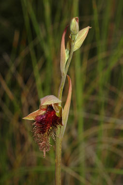 APII jpeg image of Calochilus platychilus  © contact APII