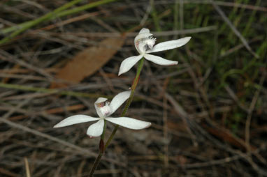 APII jpeg image of Stegostyla dimorpha  © contact APII