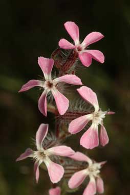 APII jpeg image of Silene gallica var. gallica  © contact APII