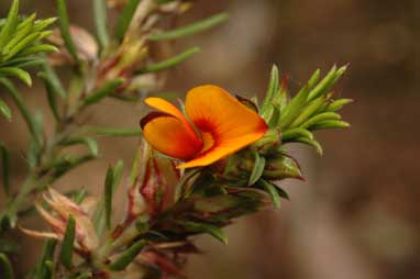 APII jpeg image of Pultenaea setulosa  © contact APII