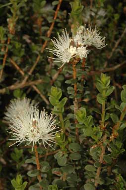 APII jpeg image of Kunzea pomifera  © contact APII