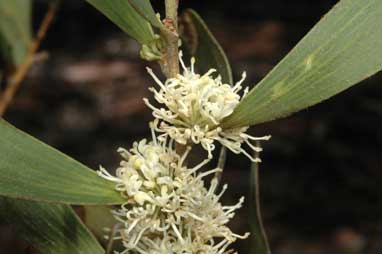 APII jpeg image of Hakea plurinervia  © contact APII