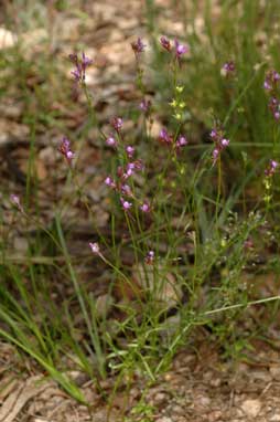 APII jpeg image of Linaria pelisseriana  © contact APII