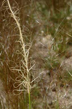 APII jpeg image of Austrostipa scabra subsp. falcata  © contact APII