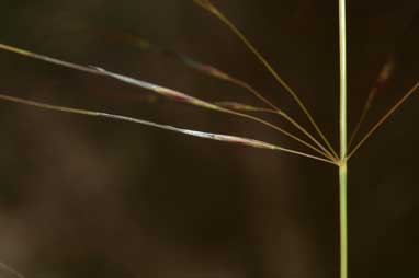 APII jpeg image of Austrostipa scabra subsp. falcata  © contact APII