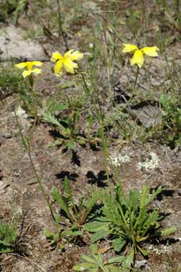 APII jpeg image of Goodenia pinnatifida  © contact APII