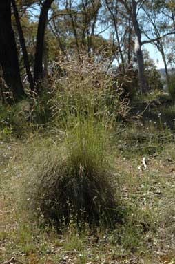 APII jpeg image of Rytidosperma pallidum  © contact APII