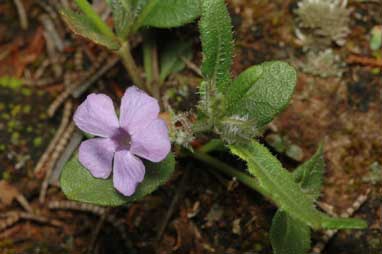 APII jpeg image of Brunoniella australis  © contact APII