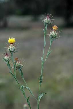 APII jpeg image of Centaurea melitensis  © contact APII