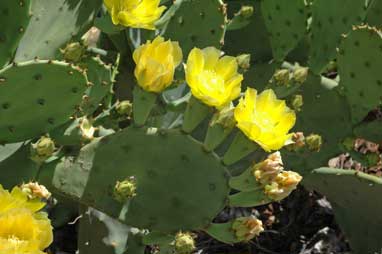 APII jpeg image of Opuntia stricta  © contact APII